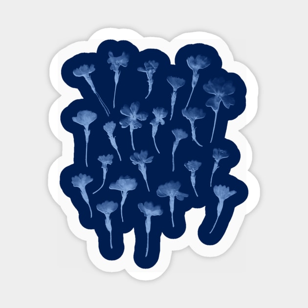 Cyanotype Primrose Sticker by zeljkica